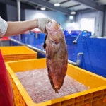 생물 손질 곰치 꼼치 물곰국 곰치탕 매운탕 밀키트 1세트 (곰치1kg+야채+소스 구성) : 동해항 씨푸드