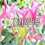 홍가시나무 묘목 키120cm내외 : 경동농원