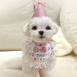 강아지 꼬깔 모자 턱받이 1set 애견 생일축하 돌잔치 : 그린물류A