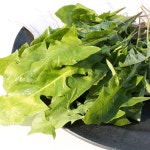 향긋 쌉싸름한 국내산 생 민들레잎 400g 국산 민들레 : 농부의발자국