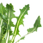 향긋 쌉싸름한 국내산 생 민들레잎 400g 국산 민들레 : 농부의발자국