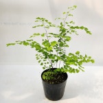 아디안텀 라디아넘 프라그란스 고사리 음지 식물 플렌테리어 테라리움 A02 : 그린일상