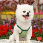 애견 의류 강아지 고양이 반려동물 옷 : foFIVEmart