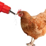 닭 물 급수기 병아리 농장 급수 수직 니플 닙플 물주기 닭 물통 모이통 : 미꼬사마켓