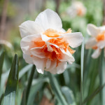 [충북농원] 수선화 인기 구근 - 01.델란(1망 2구) : 충북농원