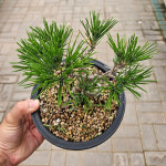 아비가든 분재키우기 소나무 해송 중품 : 아비 가든