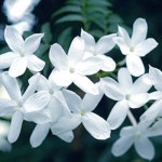 쟈스민 프래그런스오일 나이트 블루 옵션 2 : 큐티큐트