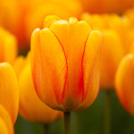 튤립 구근 10개 - 오렌지라이언 : 순수농원