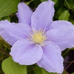 모종-레이먼드 클레마티스 (자라)15cm사각포트 G1826 : 선주네