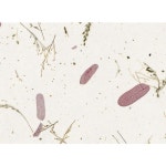 응용한지02JS상록수지03636X939mm : 황금쇼핑gs