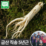 금산 세척 인삼 한뿌리 낱개포장 중 70g : 한가람건강원