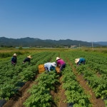 국내산 제주 강원도 25년 햇 수미 알 감자 10kg : 미리내 농수산