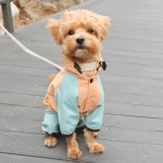 펫피움 강아지우비 강아지올인원우비 레인코트 비옷 : 펫피움 PETPIUM