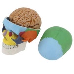 두개골 모형 뇌 뼈 실습 교육용 해부 조각 실제크기 : heriti