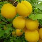 살구나무 신사대실 접목1년특묘 과실 유실수 조경수 관상수 A01 : 그린일상