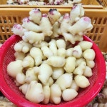 25년 수확 생강 깐생강 햇생강 흙 세척 씨 종자 영주 국산 : 더좋은농산물