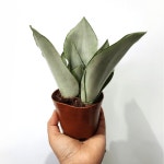 문샤인 문라이트 반음지 실내 공기정화식물 키우기 산세베리아 A11 : 그린일상