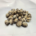 [서울시 일부 배달] 신선한 국산 벌교 꼬막 1kg [수유재래 강북수산] : 동네시장 장보기