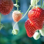 프리미엄 과일씨앗 맛있는 정원 과일씨 다윗의 씨앗 과일 딸기 알렉산드리아 100 비 GMO 가보 : 행복한직구샵14