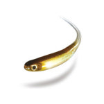 OSP 오에스피 마이라 미노우 8.8cm(3.5인치) 배스루어 : 다솔낚시분당