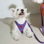 (XS-3XL) 퍼피갤러리 하트 방수소형견 대형견 하네스 : 제라미펫