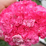 예쁜제라늄 K, J계절인연, 뽀롱마미 작품, 한국제라늄 농장직송 모종 : 예쁜제라늄농장