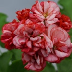 예쁜제라늄 K, j루비아이, 뽀롱마미작품, 한국제라늄 농장직송 모종 : 예쁜제라늄농장