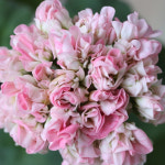 예쁜제라늄 K, j러블리몽, 뽀롱마미작품, 한국제라늄 농장직송 모종 : 예쁜제라늄농장