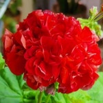 예쁜제라늄 K, 송빨강맛, 송미경 작품, 한국제라늄 농장직송 모종 : 예쁜제라늄농장