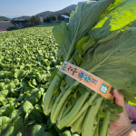 당일제조 국내산 돌산 갓물김치 2kg+1kg 여수정아식품 : 여수 정아식품