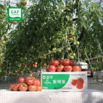 농장 직송 GAP 유럽종 완숙토마토 3kg 5kg 10kg 주스용 요리용 못난이 : 따부푸드