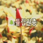 튤립원종 꽃구근 클루시아나 피터벨 20개묶음 : 경동농원