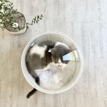 고양이 하우스 우주선 고양이집 예쁜 놀이터 비치색상 : 반려동물용품 할인점