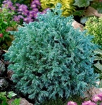 블루버드 측백나무 (랜덤배송) Chamaecyparis pisifera Boulevard : 티스투