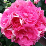 예쁜제라늄 러시아제라늄, 마라차라우니차 농장직송 모종 : 예쁜제라늄농장