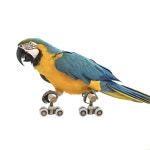 앵무새 놀이 장난감 롤러스케이트 반려새 운동 용품 : OII