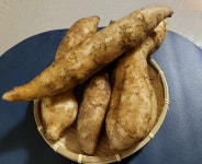 [평창]직접 재배한 고품질 야콘[상품] 5kg : 평창야콘농장