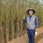 복숭아나무 묘목 신비 : 충청농원