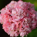 예쁜제라늄 K, 쥬뗌, 채홍 작품, 왕꽃볼 한국제라늄 농장직송 모종 : 예쁜제라늄농장