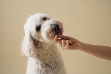 멍멍이대학 국내산 유기농 산양유 동결건조 트릿 파인애플+고구마 12g, 12g, 1개 : 멍멍이대학