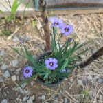 붓꽃 청매화붓꽃 야생화 정원 노지월동 연중개화 반려식물 플랜트 A02 : 그린일상