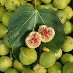 충북농원 바나네 (무화과) 나무 묘목 - 1~삽목묘 : 충북농원