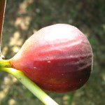 [충북농원] 승정도후인 (무화과) 묘목 - 분묘 : 충북농원