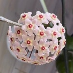 호야 카노사 노바고스트 (랜덤배송) Hoya carnosa Nova Ghost : 티스투