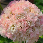 예쁜제라늄 K, J플라이댄스 뽀롱마미작품, 한국제라늄 농장직송 모종 : 예쁜제라늄농장