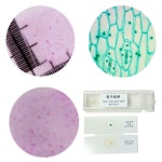 상피세포 표피세포 2종 영구 프레파라트 과학상자 : TWO RABBITS