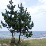 나무생각 / 해송 / 실생3년 / 포트묘 : 착한가격 나무생각