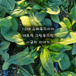 친환경 무농약 (유기전환중) 노지 시금치 당일수확 1차손질 농가직송 1kg : 풀너울 농장