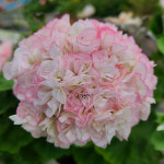 예쁜제라늄 K, j버드송, 뽀롱마미작품, 한국제라늄 농장직송 모종 : 예쁜제라늄농장