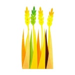 쥬쥬 보리(4입) 1개 : 제이제이 종합쇼핑몰